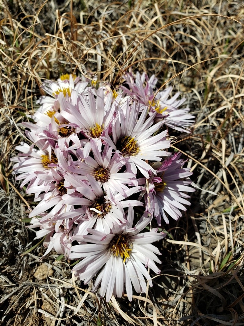 Stemless Townsend Daisy photo 6