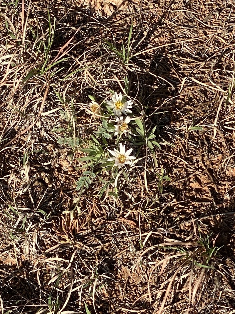 Stemless Townsend Daisy photo 7