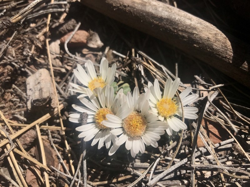 Stemless Townsend Daisy photo 8