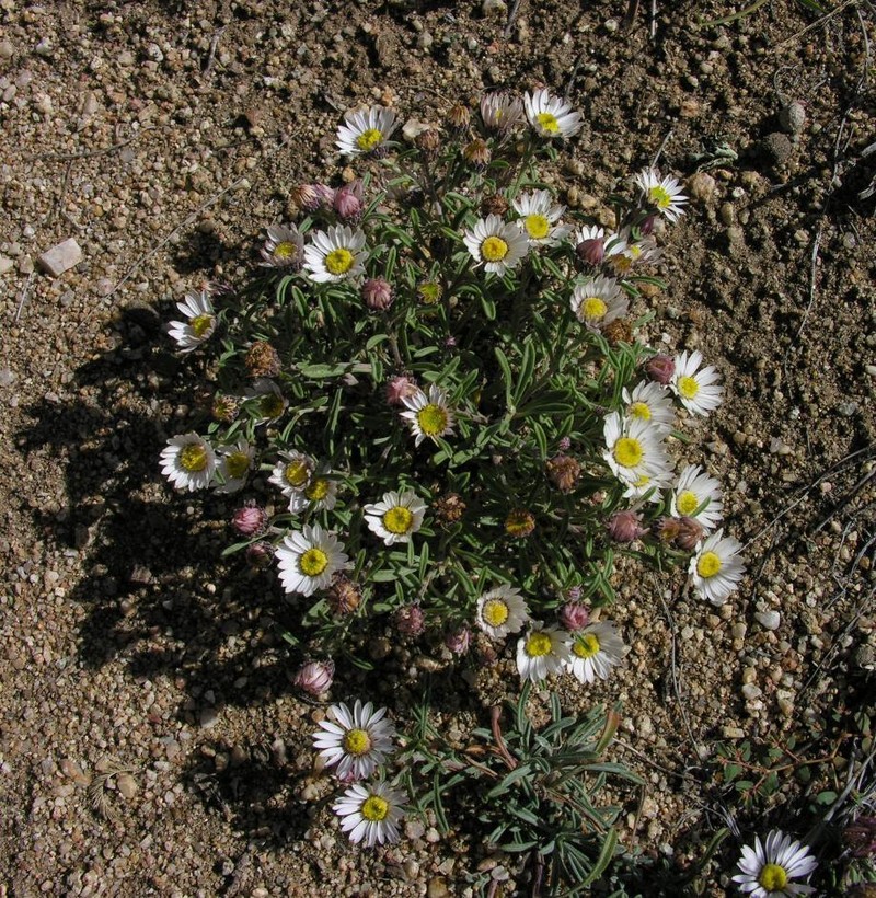 Fendler's Townsend Daisy