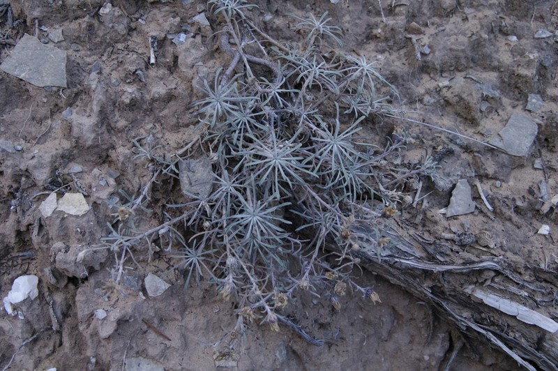 Fendler's Townsend Daisy photo 2