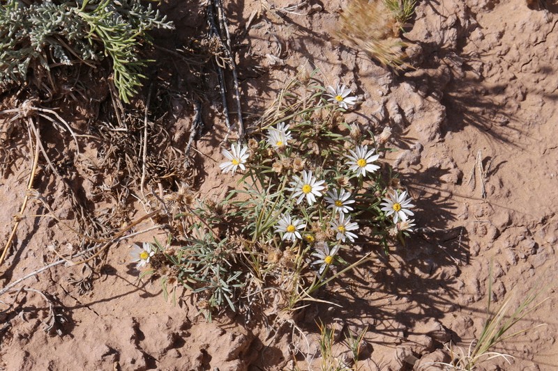 Fendler's Townsend Daisy photo 3