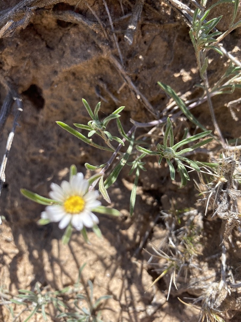 Fendler's Townsend Daisy photo 4