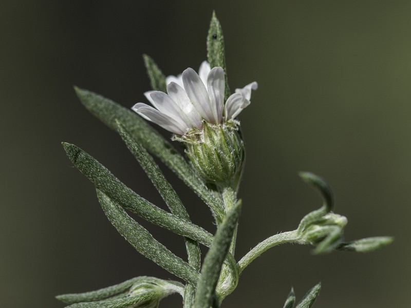 Fendler's Townsend Daisy photo 5