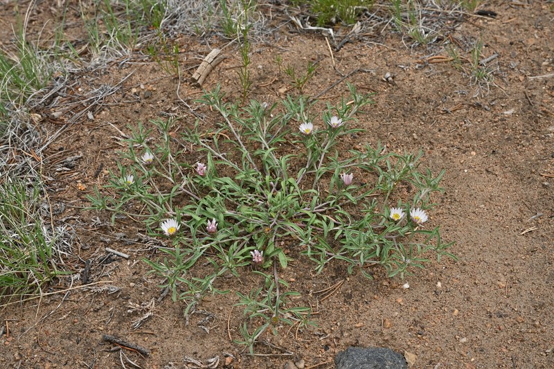 Fendler's Townsend Daisy photo 6