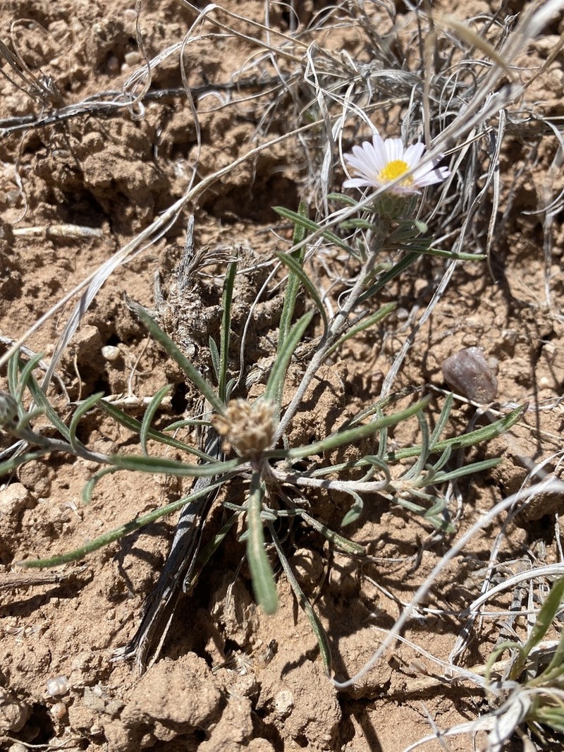 Fendler's Townsend Daisy photo 7