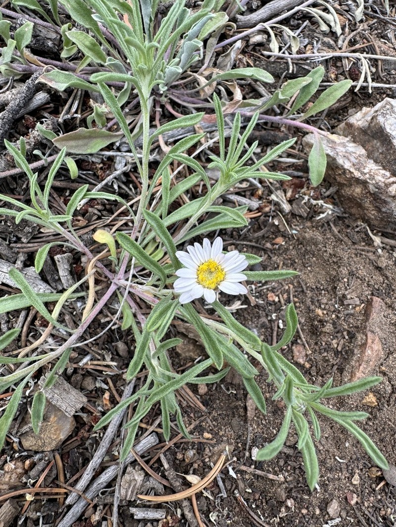 Fendler's Townsend Daisy photo 8
