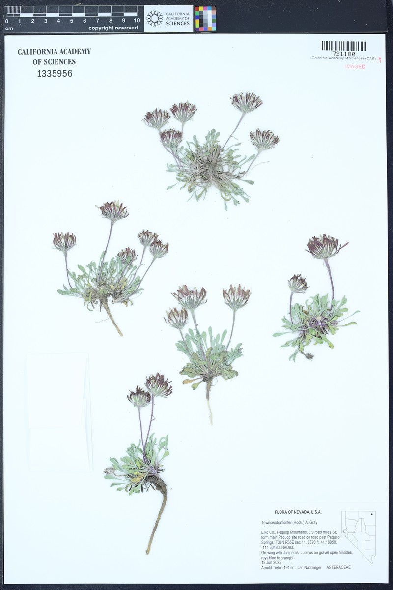 Showy Townsend Daisy photo 8