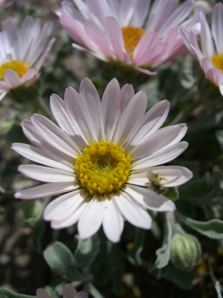 Showy Townsend Daisy photo 2