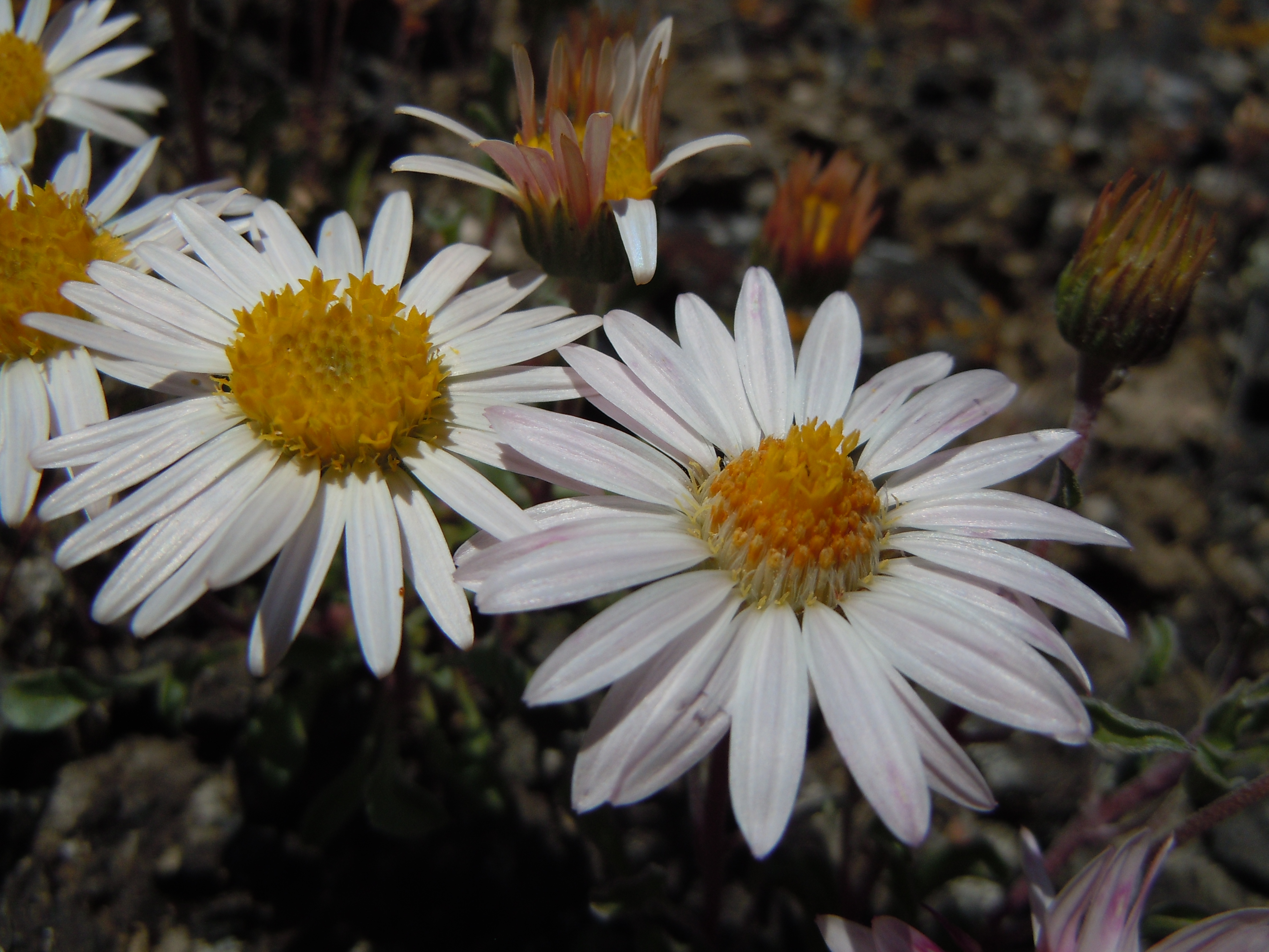 Showy Townsend Daisy photo 3