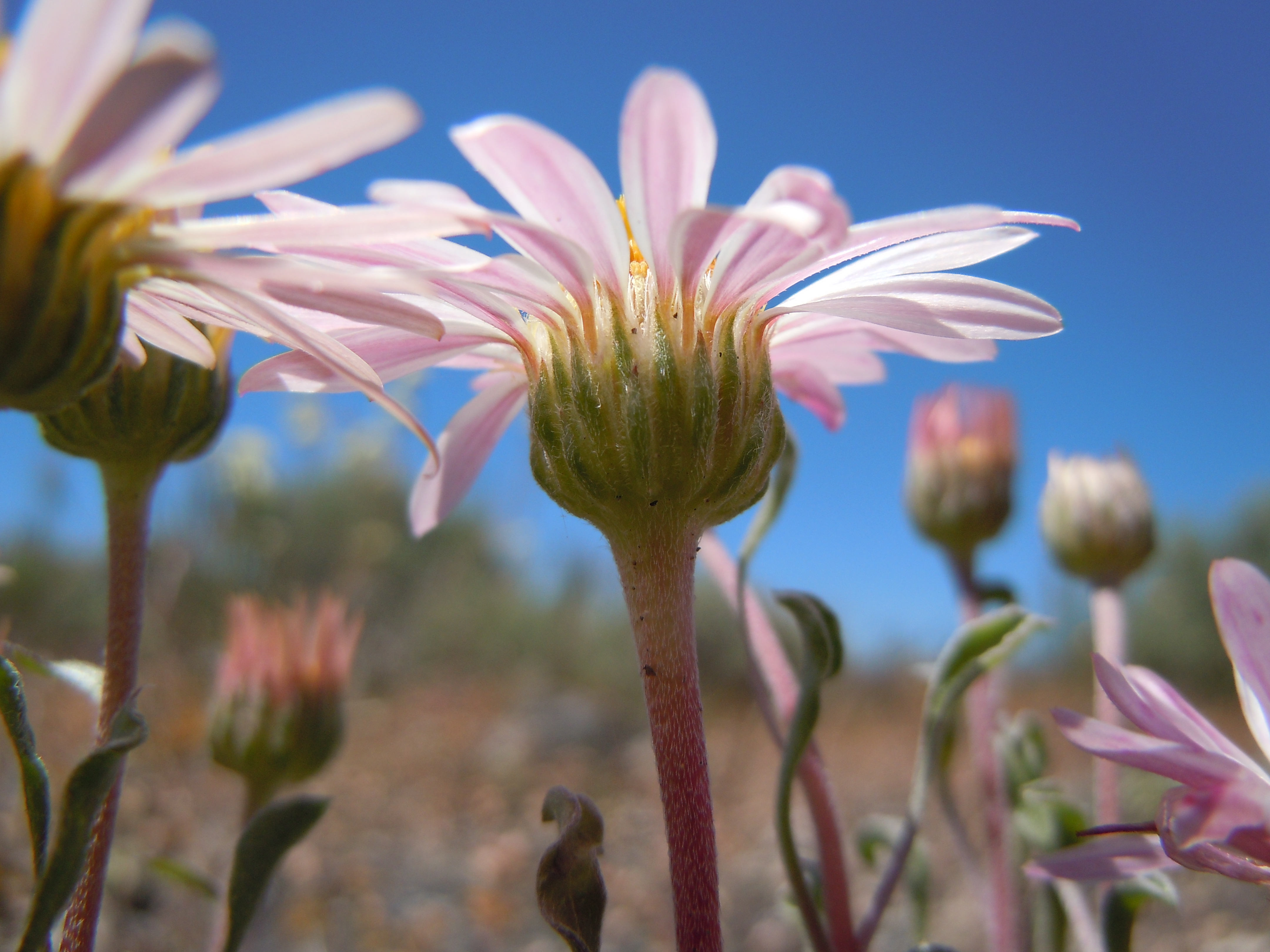 Showy Townsend Daisy photo 4