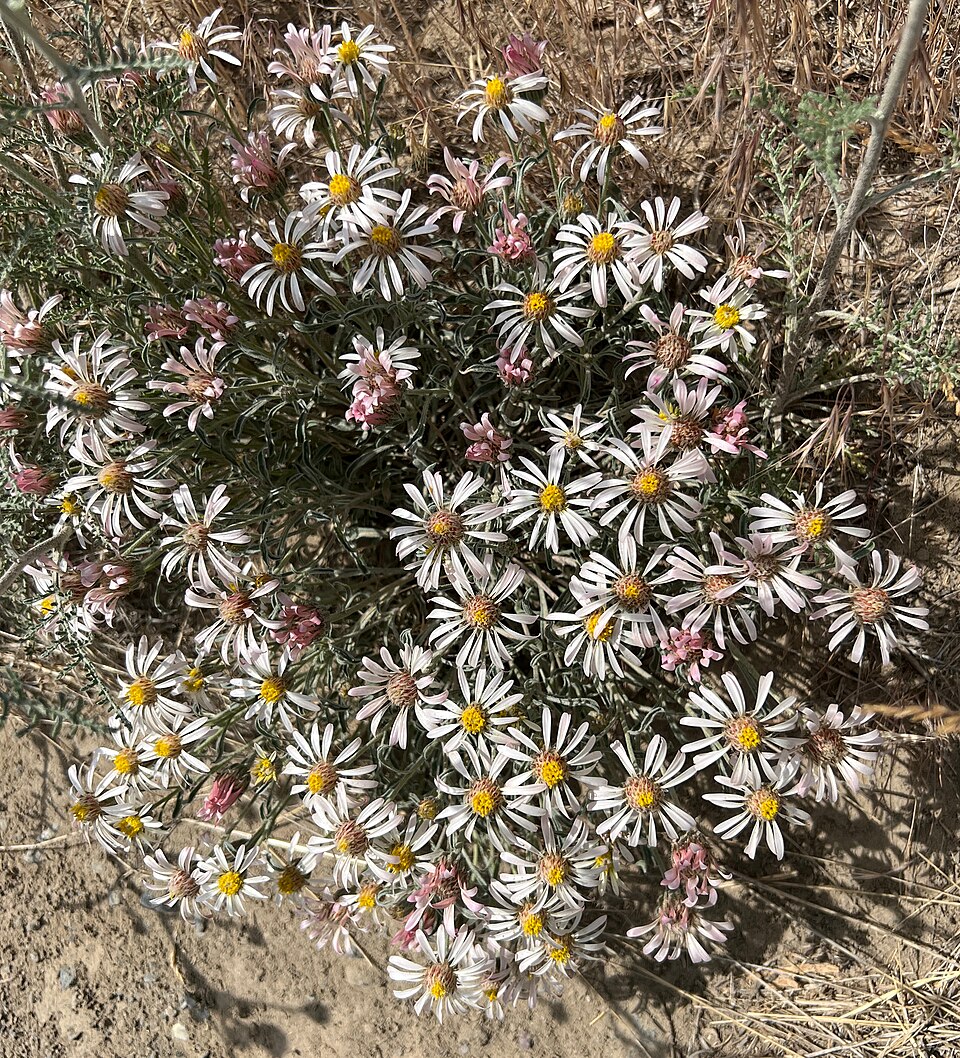 Showy Townsend Daisy photo 5