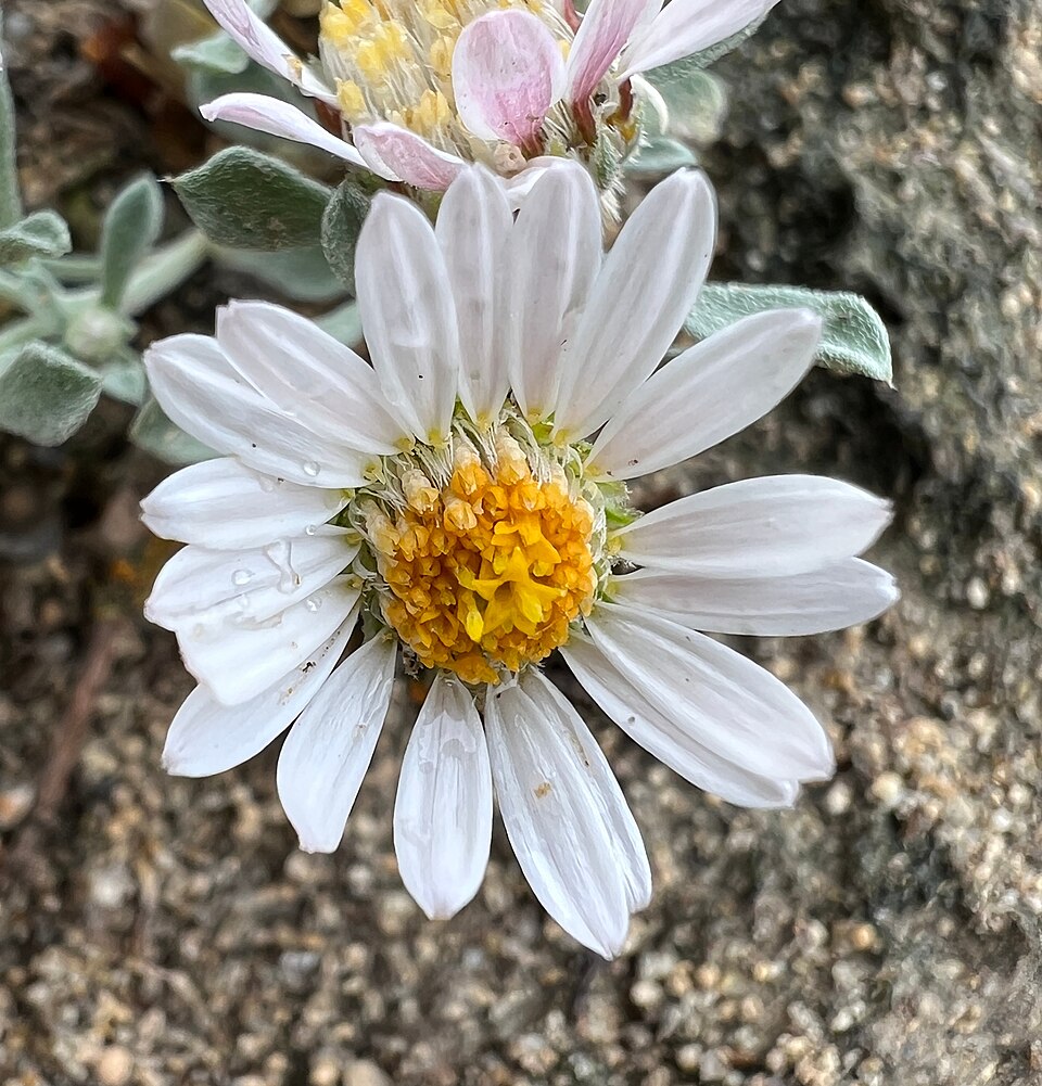 Showy Townsend Daisy