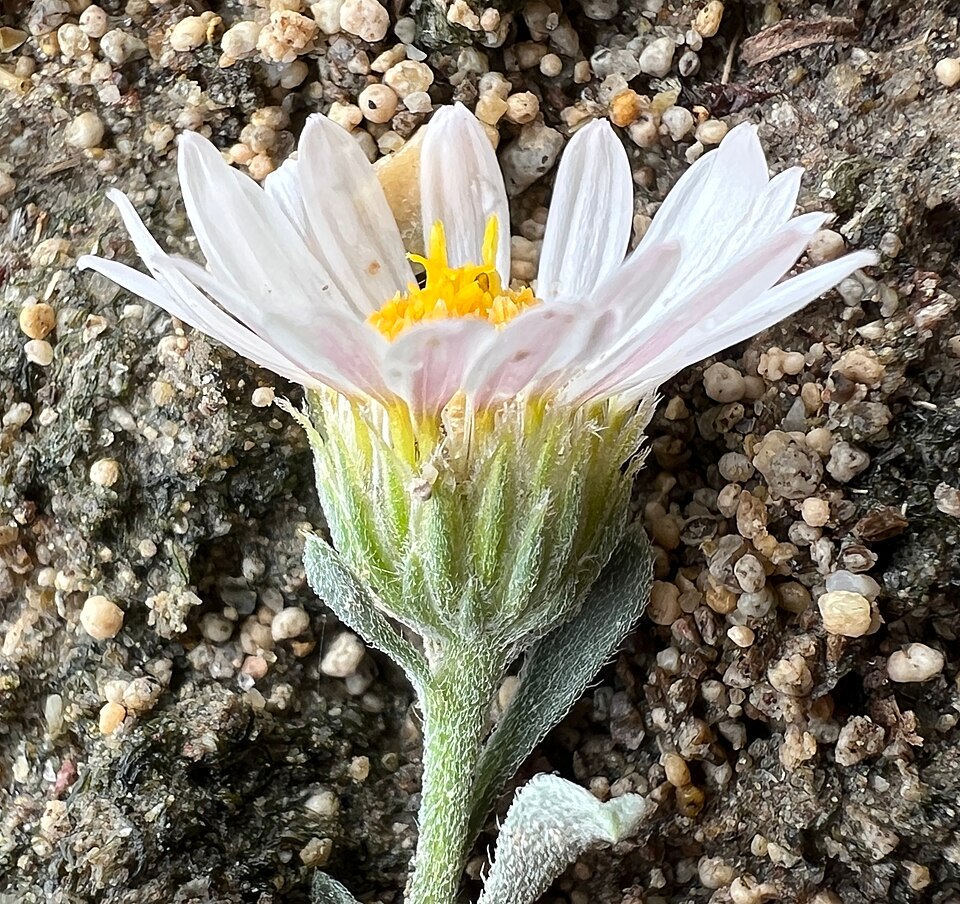 Showy Townsend Daisy photo 6