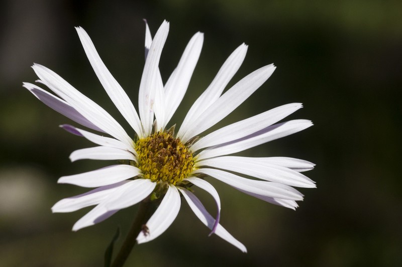 Smooth Townsend Daisy