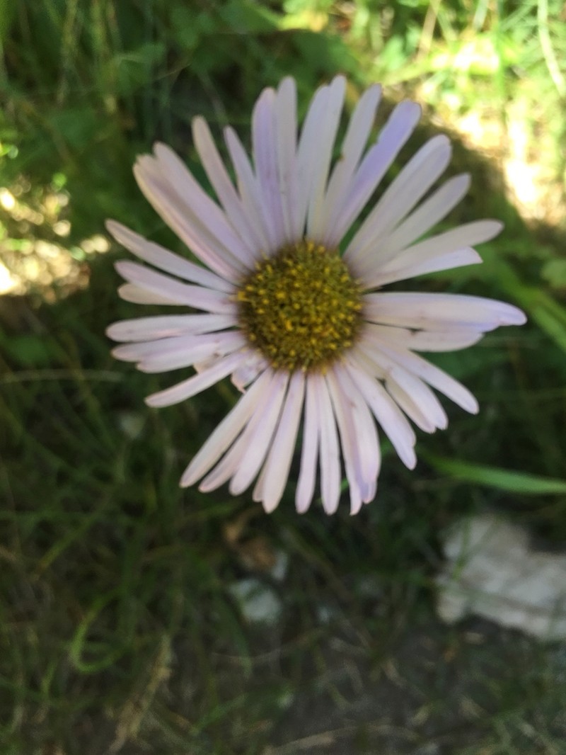 Smooth Townsend Daisy photo 2