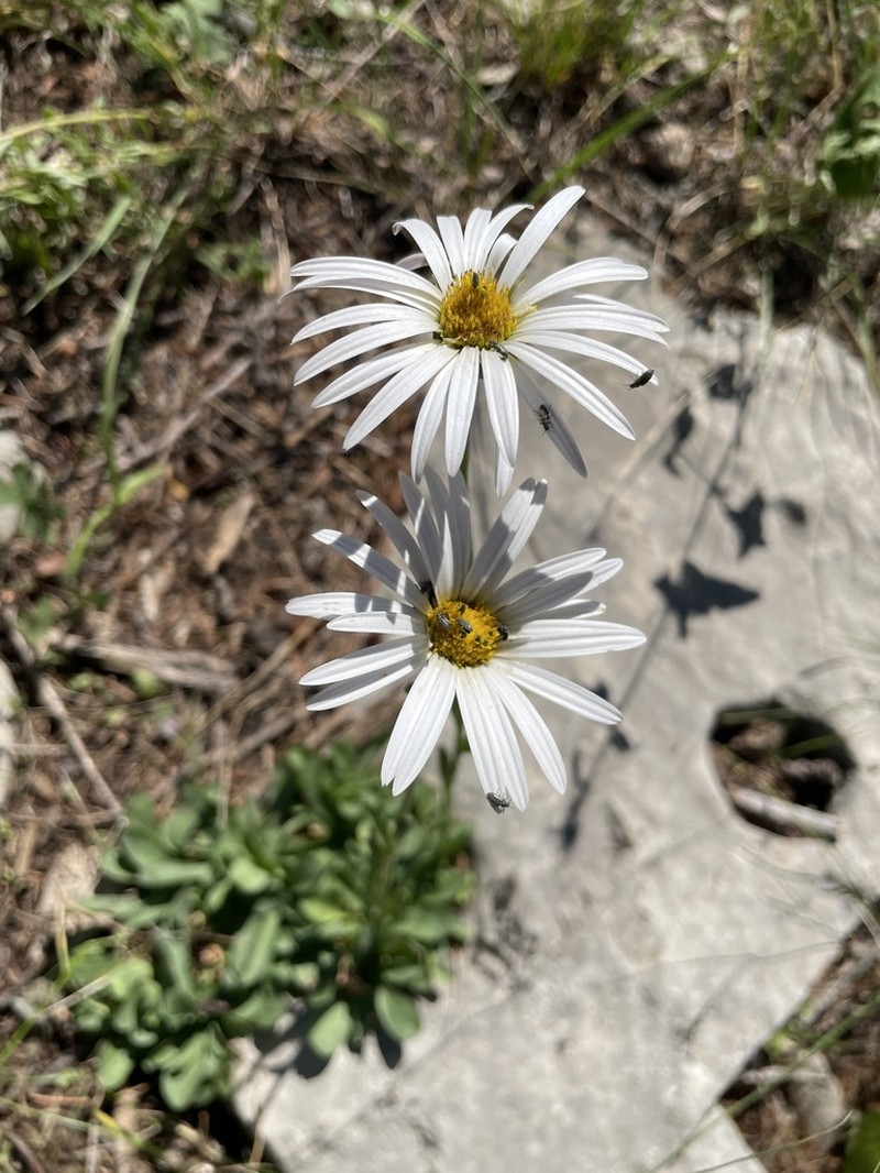 Smooth Townsend Daisy photo 3