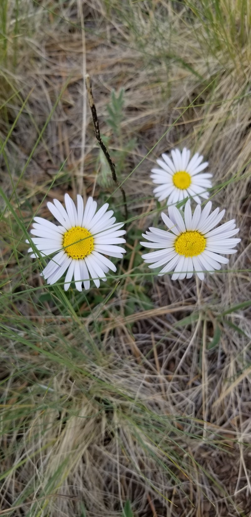 Smooth Townsend Daisy photo 5
