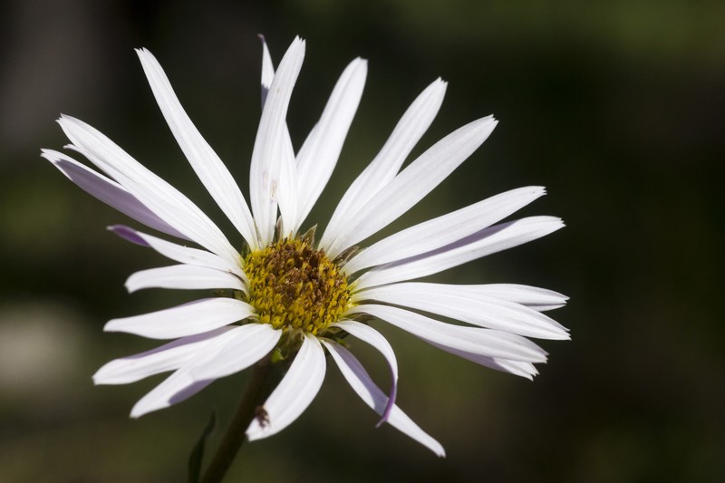 Smooth Townsend Daisy photo 6
