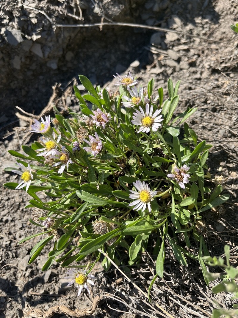 Gray's Townsend Daisy
