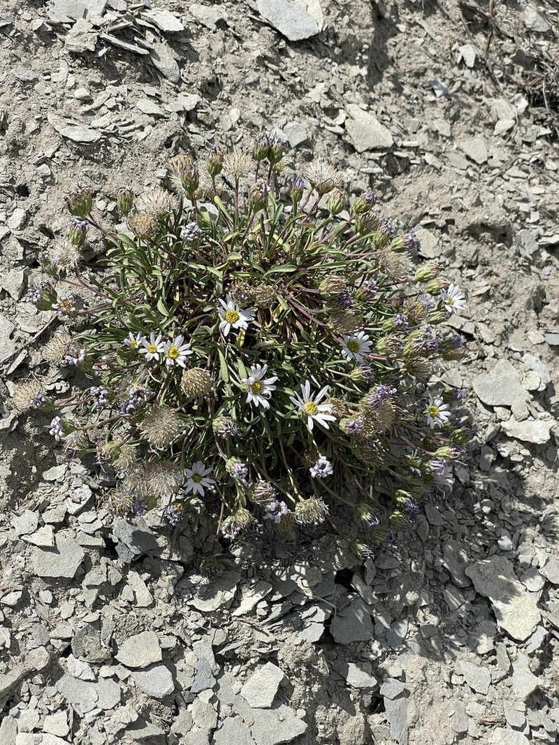 Gray's Townsend Daisy photo 2