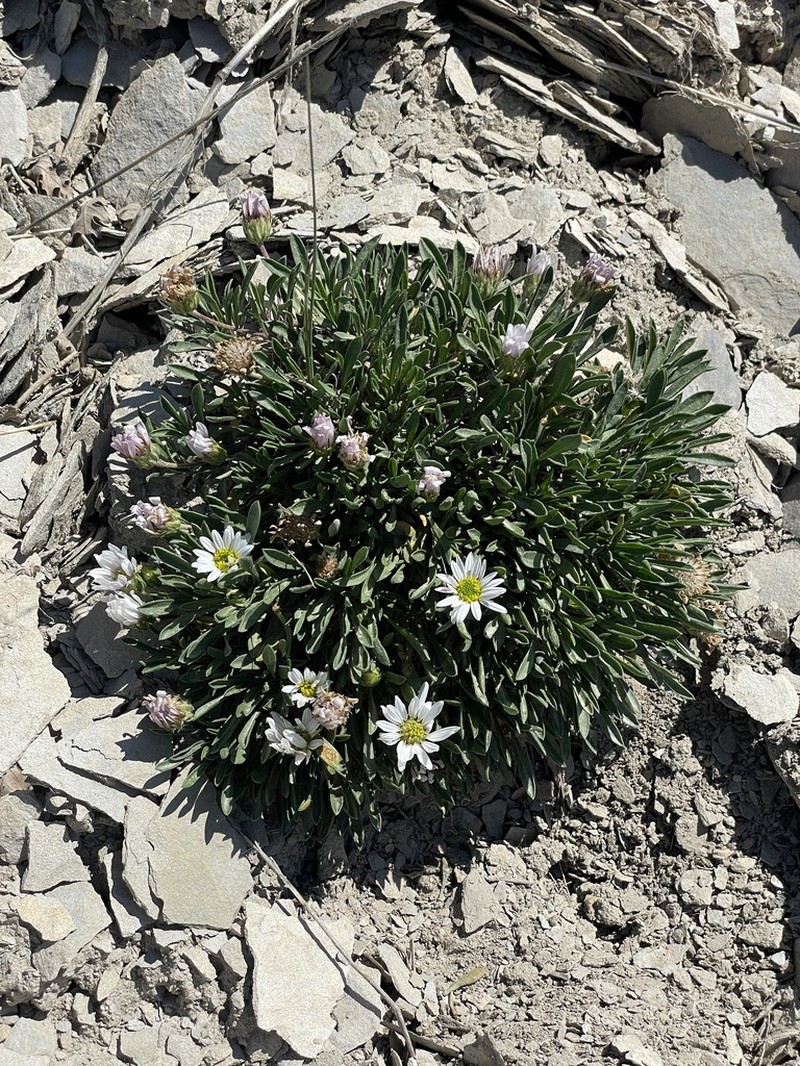 Gray's Townsend Daisy photo 3