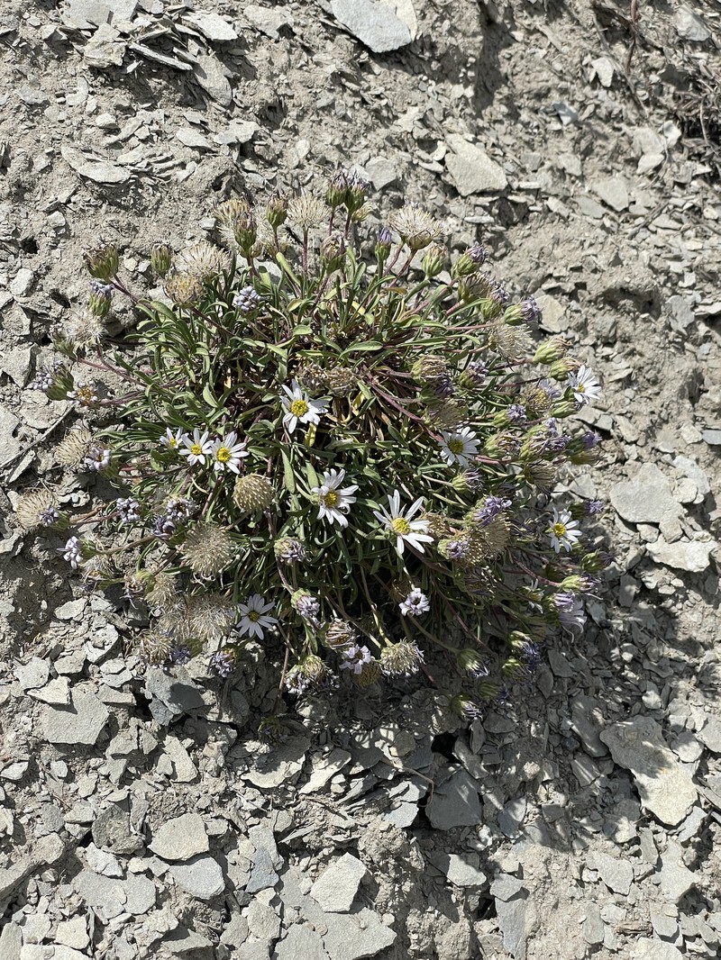 Gray's Townsend Daisy photo 4