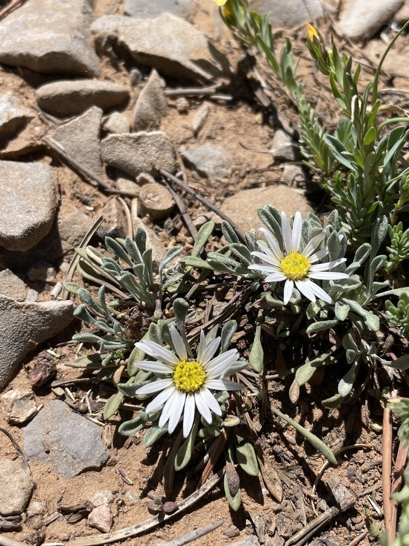 Townsendia goodrichii