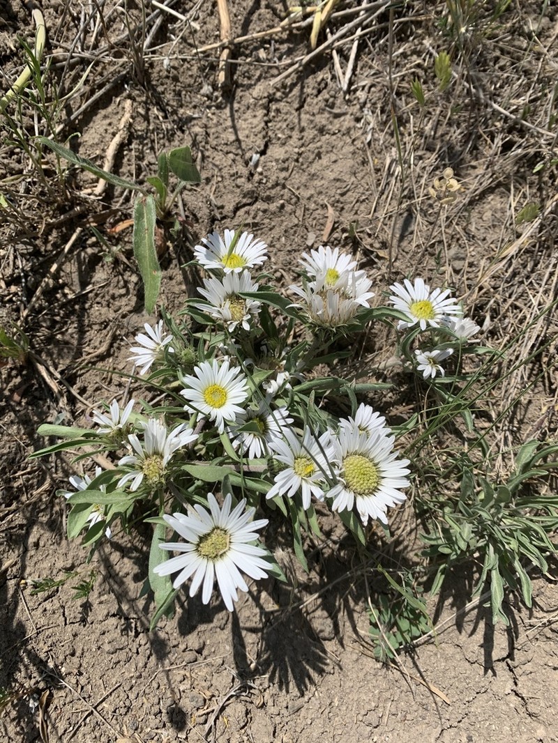 Largeflower Townsend Daisy photo 4