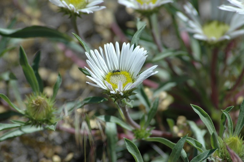 Largeflower Townsend Daisy photo 5