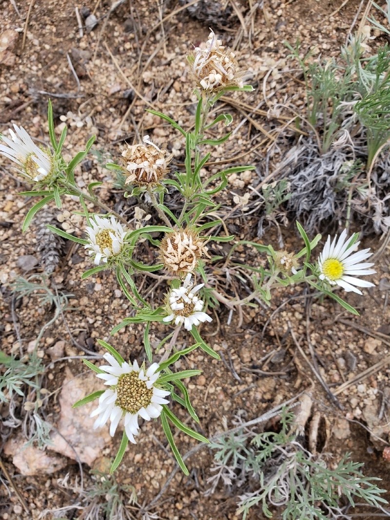 Largeflower Townsend Daisy photo 6