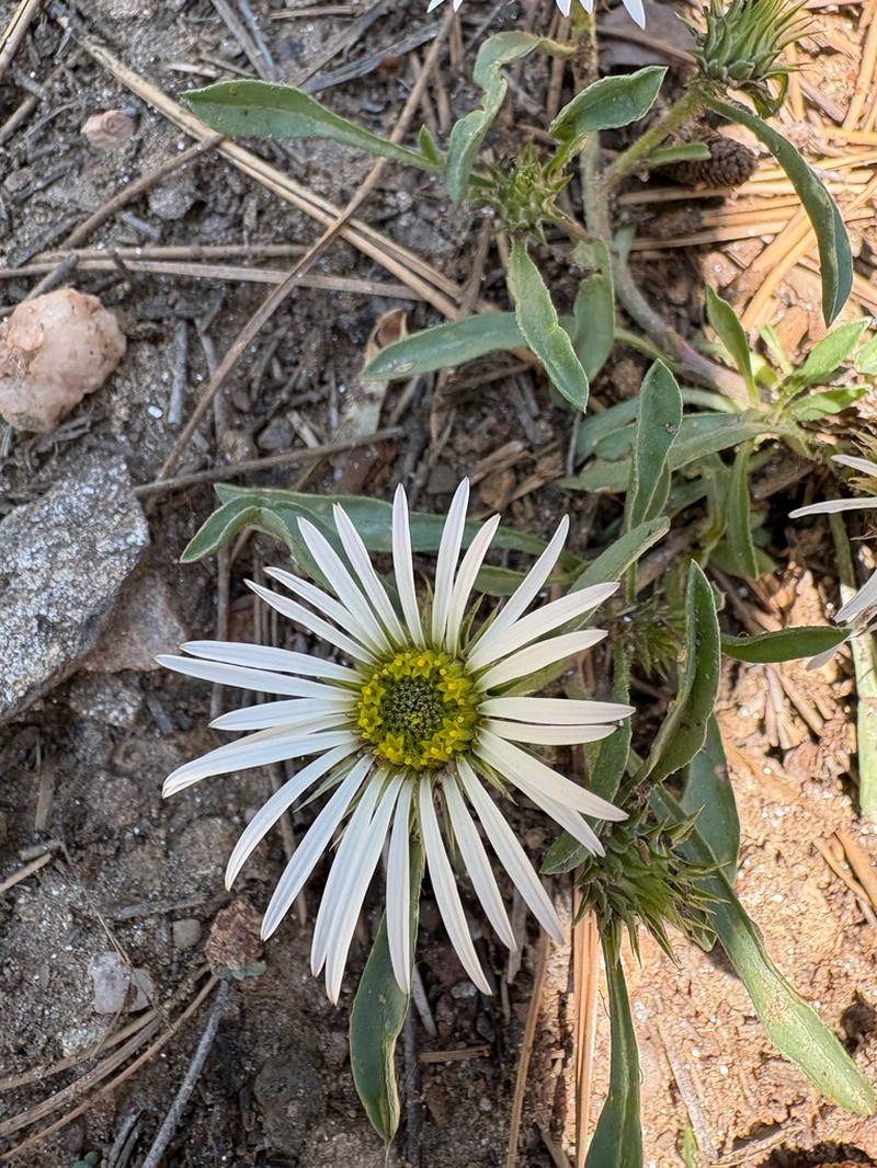 Largeflower Townsend Daisy photo 7