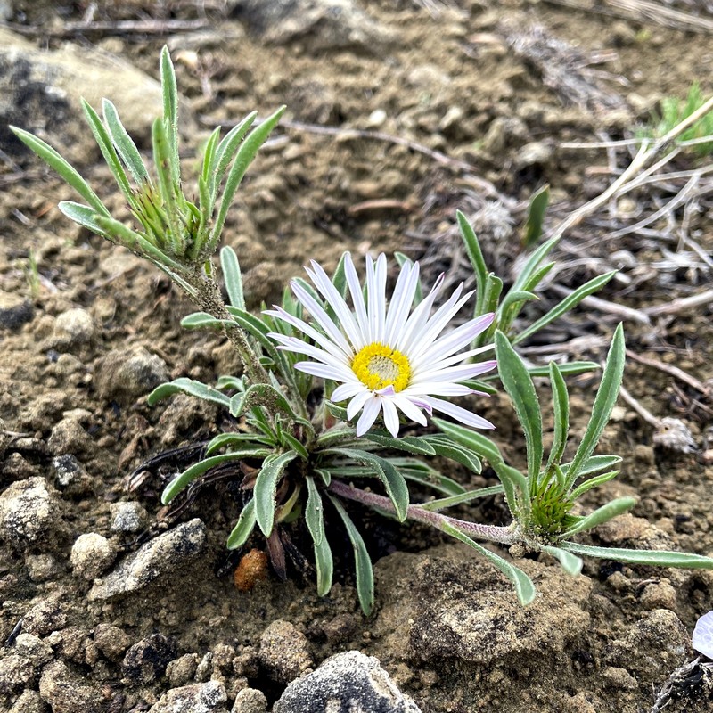 Largeflower Townsend Daisy