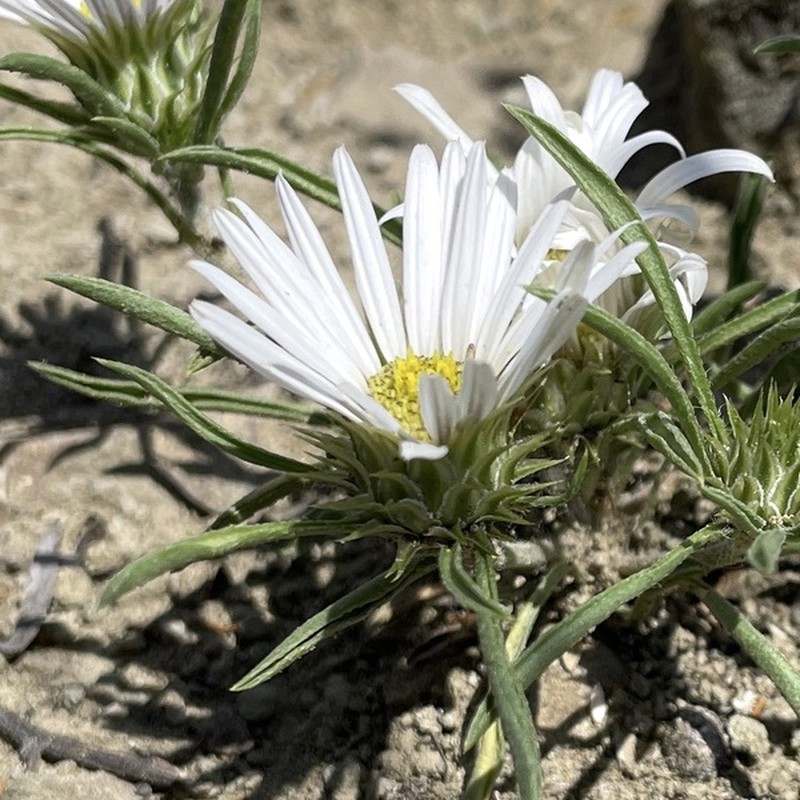 Largeflower Townsend Daisy photo 2