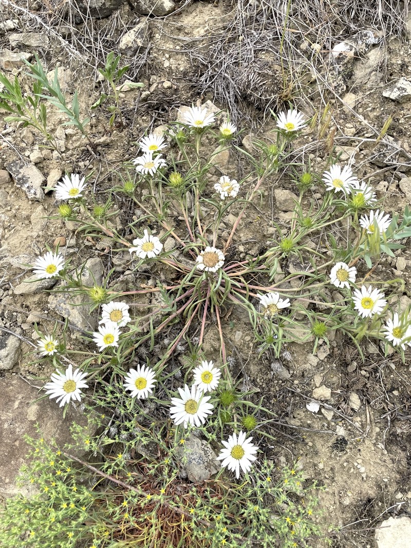 Largeflower Townsend Daisy photo 3
