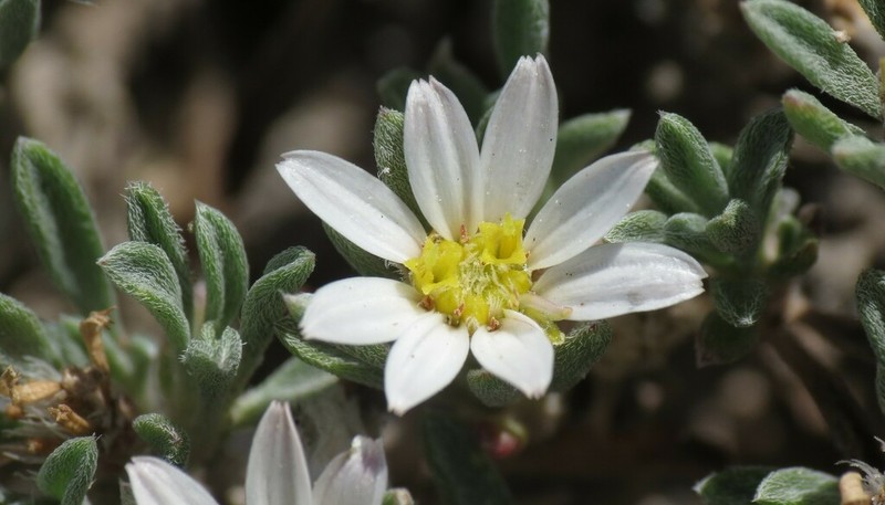 Gypsum-Lovingtownsend Daisy