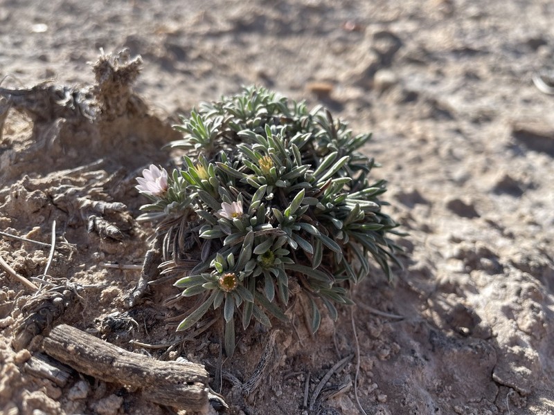Gypsum-Lovingtownsend Daisy photo 2
