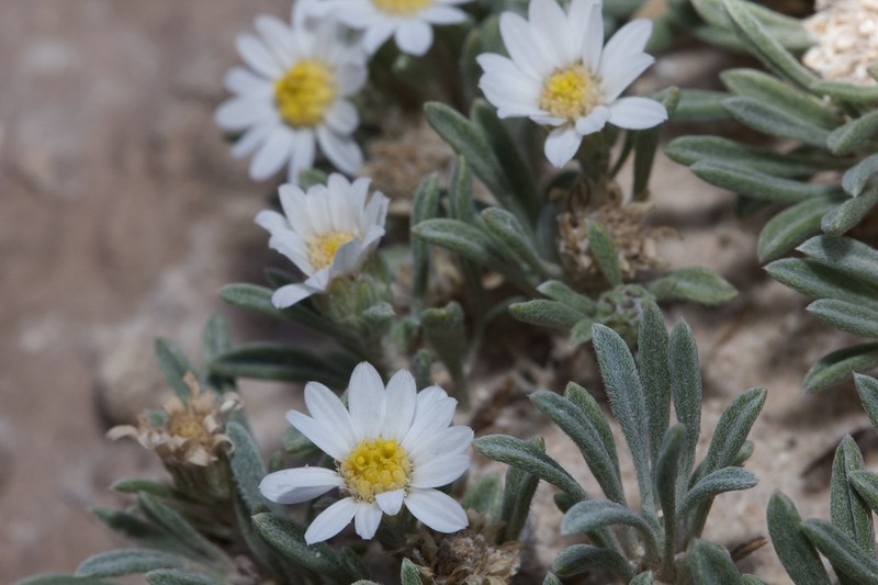 Gypsum-Lovingtownsend Daisy photo 3