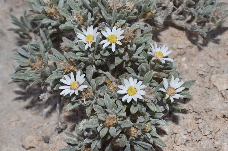 Gypsum-Lovingtownsend Daisy photo 4