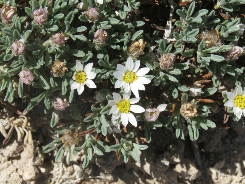 Gypsum-Lovingtownsend Daisy photo 5
