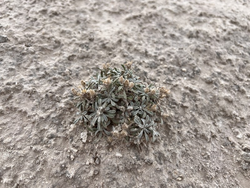 Gypsum-Lovingtownsend Daisy photo 6