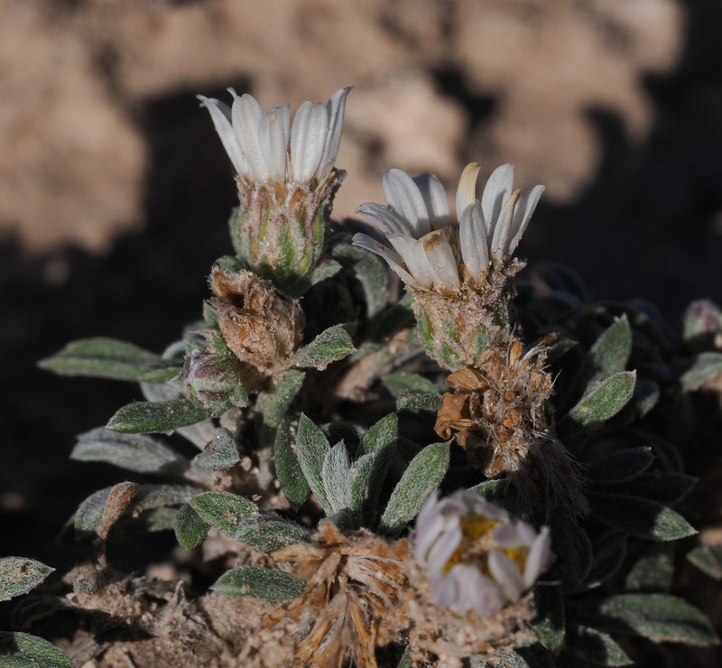Gypsum-Lovingtownsend Daisy photo 7