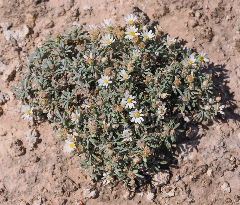 Gypsum-Lovingtownsend Daisy photo 8