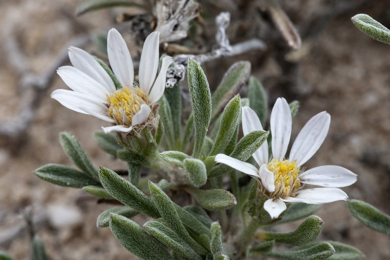 Gypsum-Lovingtownsend Daisy