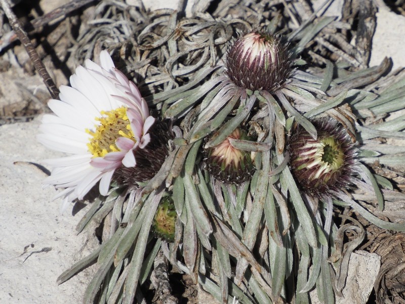 Hooker's Townsend Daisy photo 5