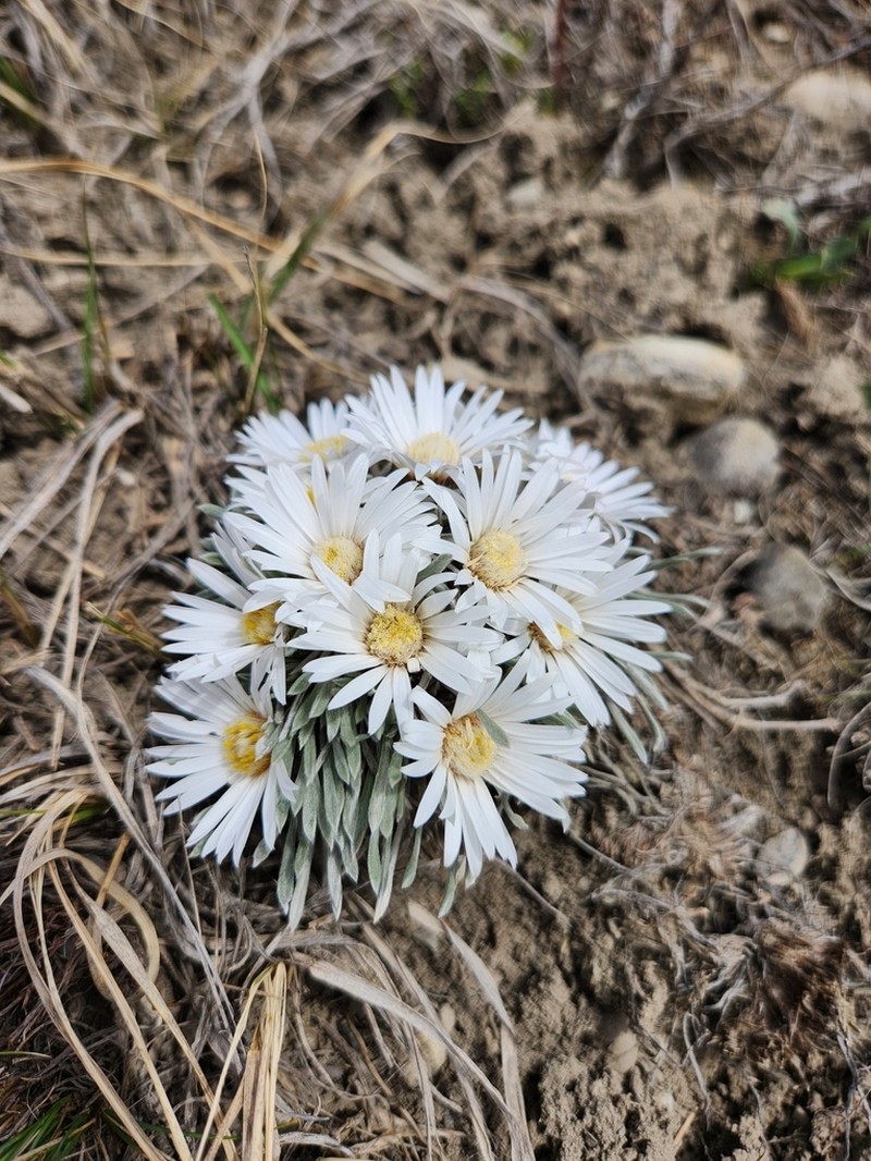 Hooker's Townsend Daisy photo 6