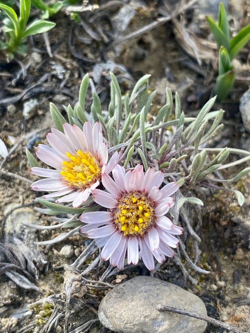 Hooker's Townsend Daisy photo 8