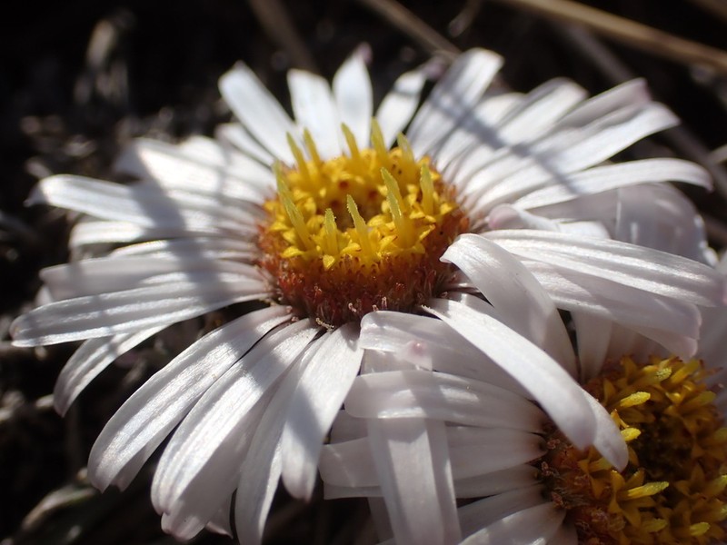 Nuttall's Townsend Daisy
