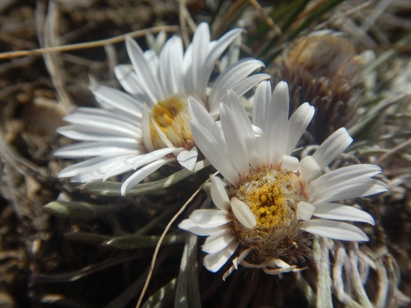 Nuttall's Townsend Daisy photo 2