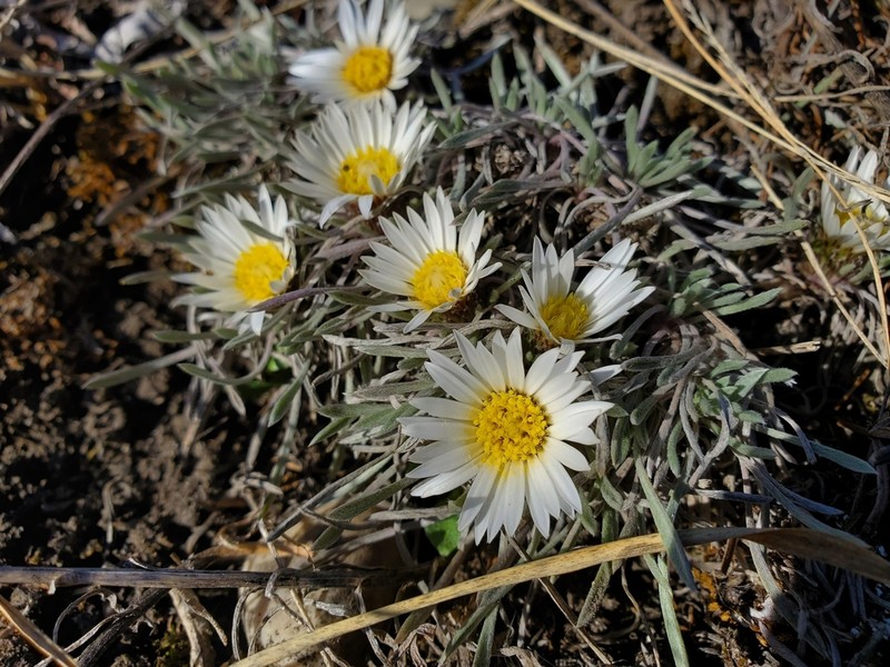 Nuttall's Townsend Daisy photo 3